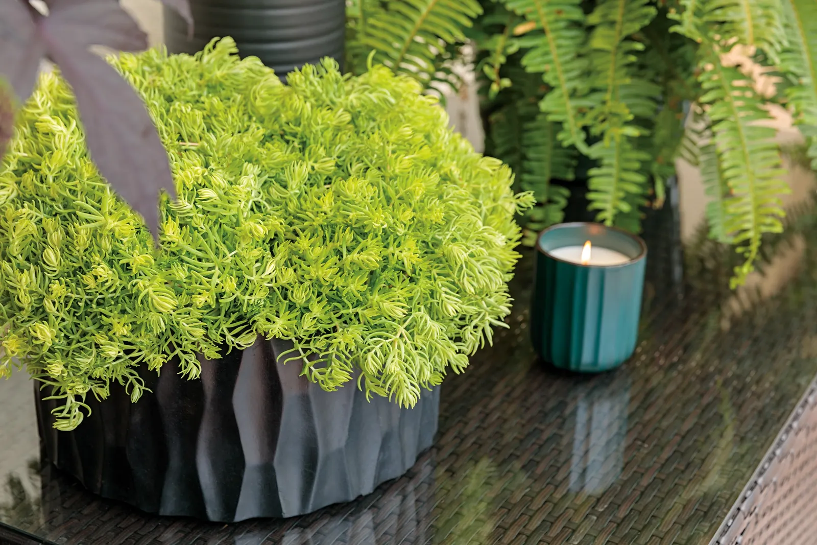 Strawberry Drop Coleus (Coleus scutellarioides) — Introduce your plants slowly to outdoor conditions in spring