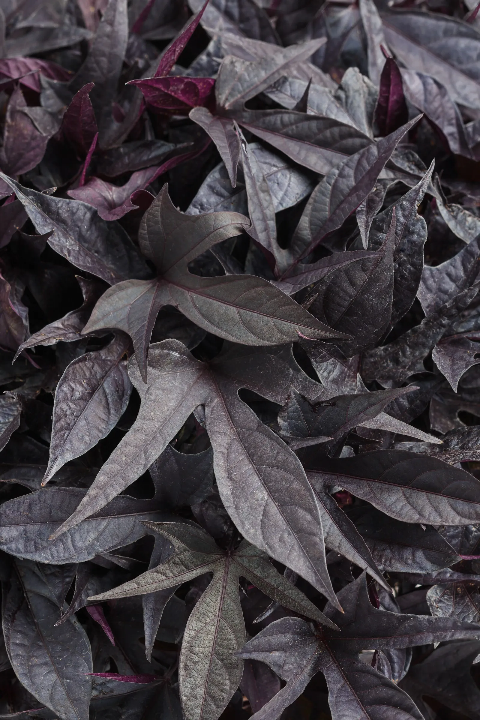 Raven™ II Ornamental Sweet Potato Vine (Ipomoea batatas) — commonly referred to as Raven™ II Ornamental Sweet Potato Vine, image 140
