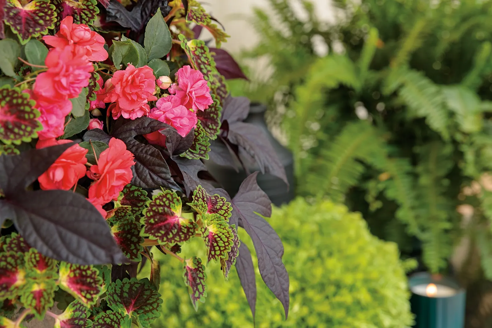 Coral Reef Double Impatiens (Impatiens walleriana) — It blooms from spring to frost.; if the se shade-loving annual flowers get too tall, image 23