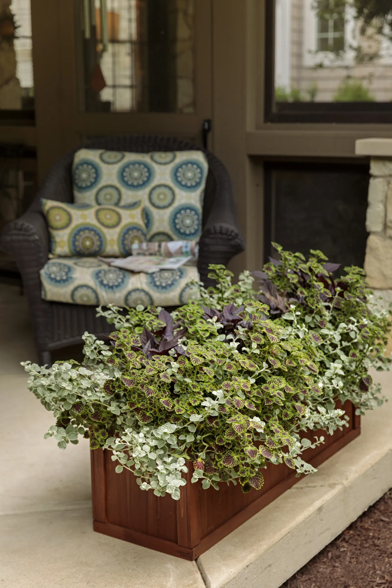 Raven™ II Ornamental Sweet Potato Vine (Ipomoea batatas) — trailing reach of 20 to 36 inches