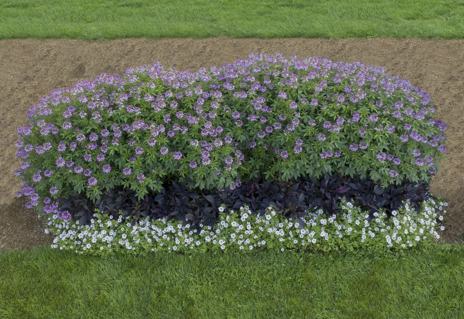 Señorita Rosalita® Spider Flower (Cleome) — Senorita Rosalita spider flower is non-seeding