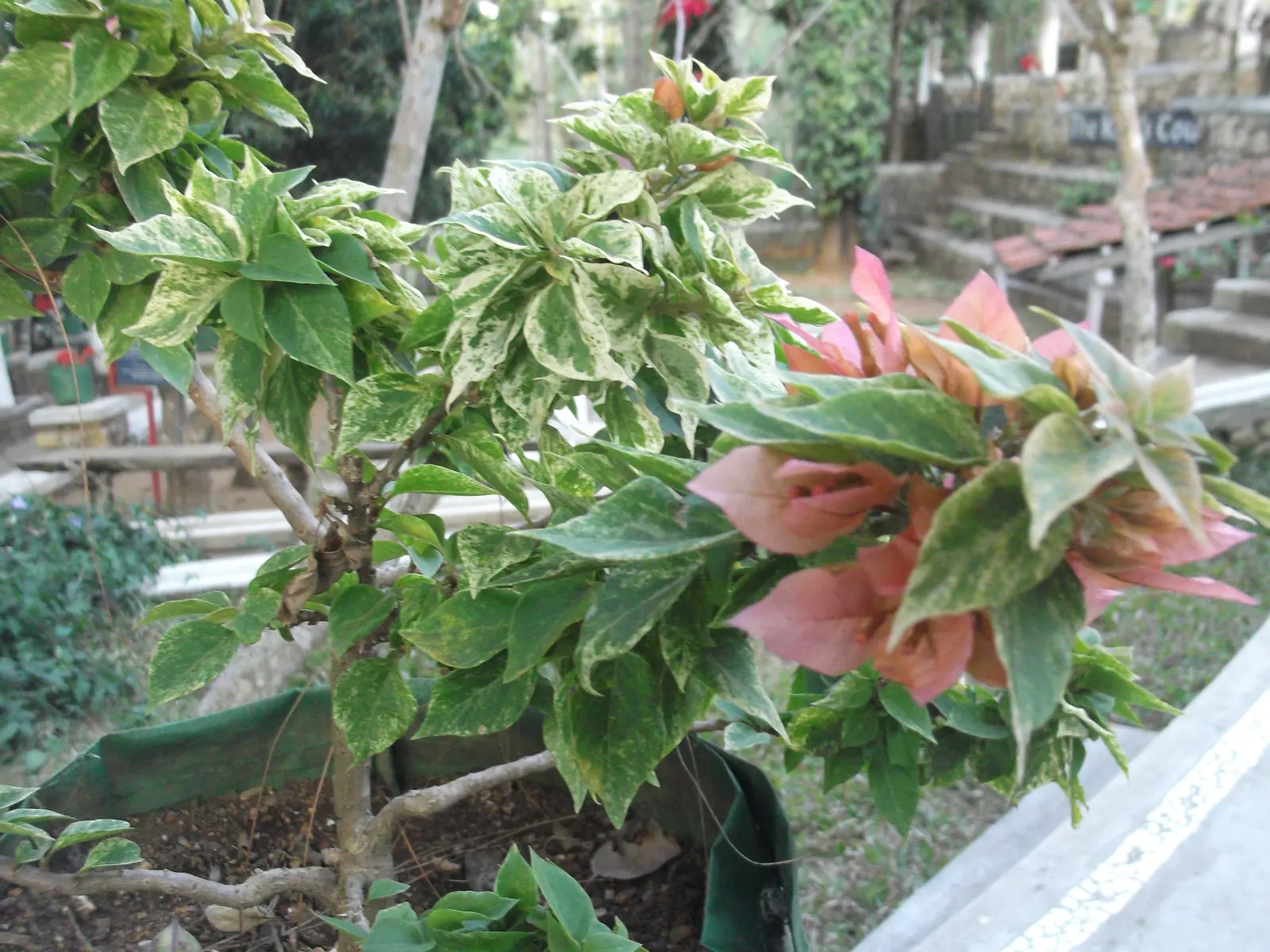 Bougainvillea Variegated Cultivars (Bougainvillea Spectabilis 'Variegata') — Drought-tolerant once established