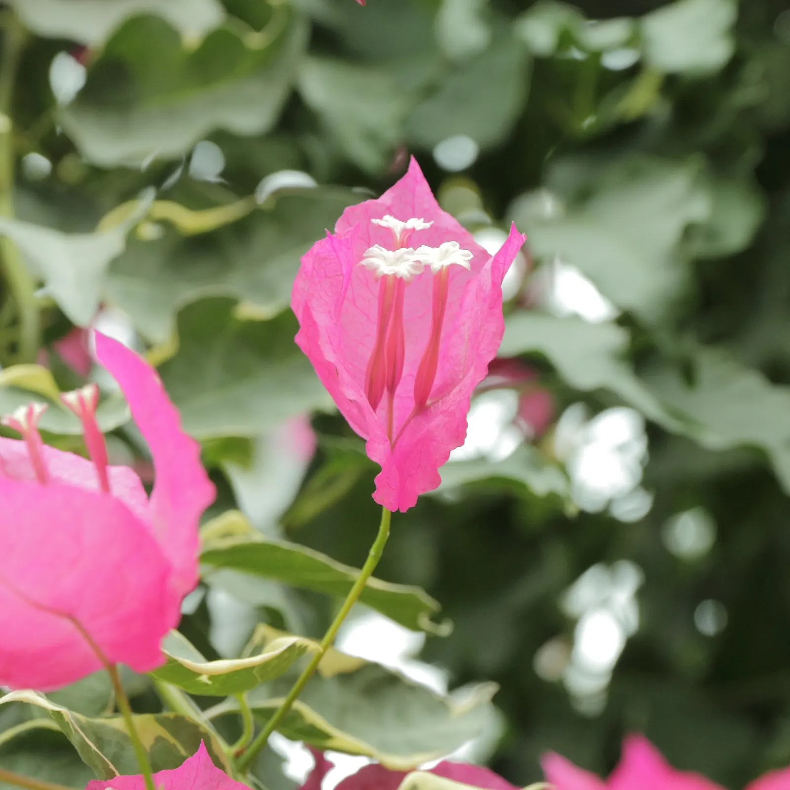 Bougainvillea Variegated Cultivars (Bougainvillea Spectabilis 'Variegata') — This cultivar boasts clusters of papery, brilliantly-colored bracts that can range
