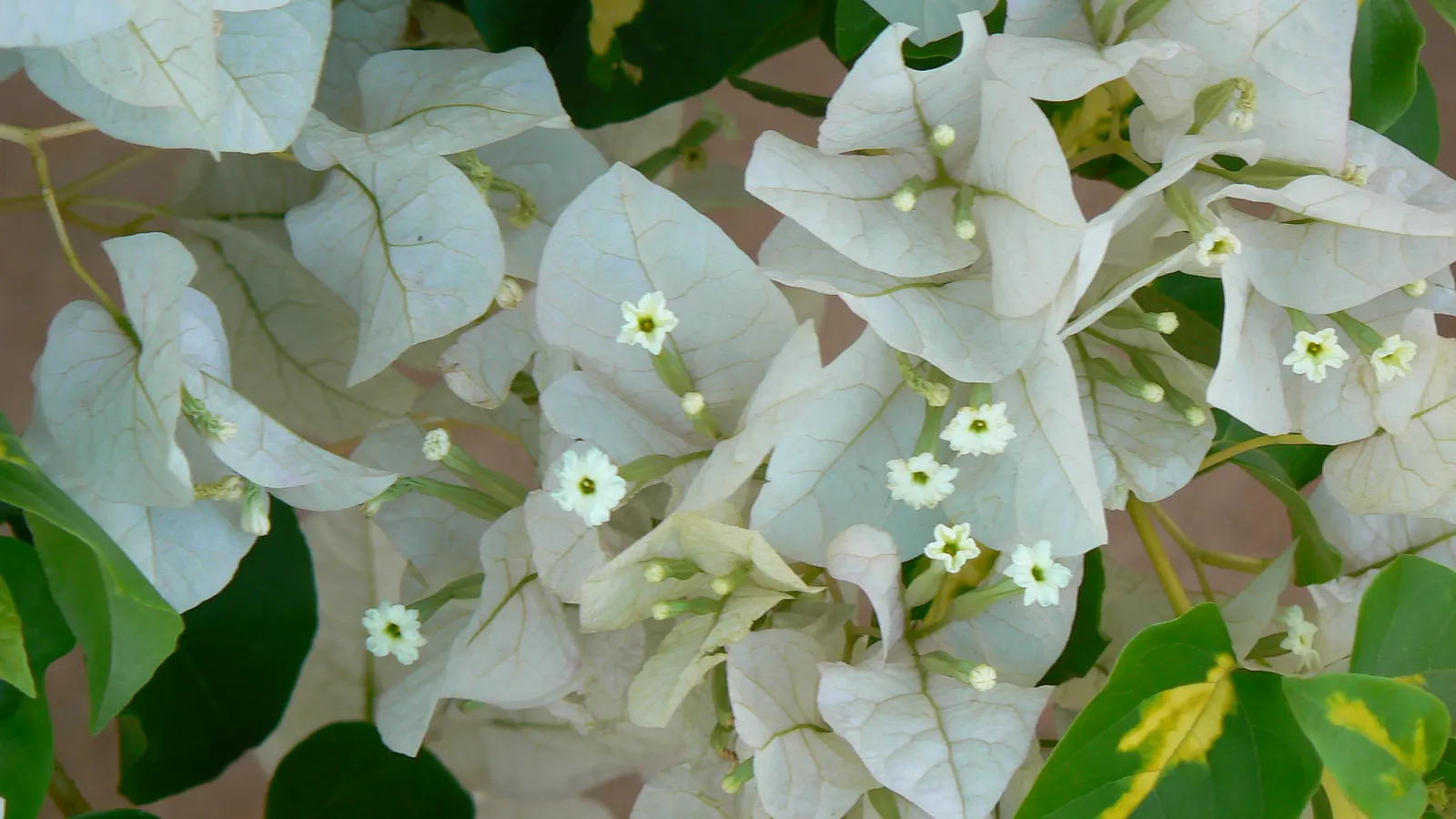 Bougainvillea Variegated Cultivars (Bougainvillea Spectabilis 'Variegata') — The Bougainvillea spectabilis 'Variegata' is a vibrant climber with green and