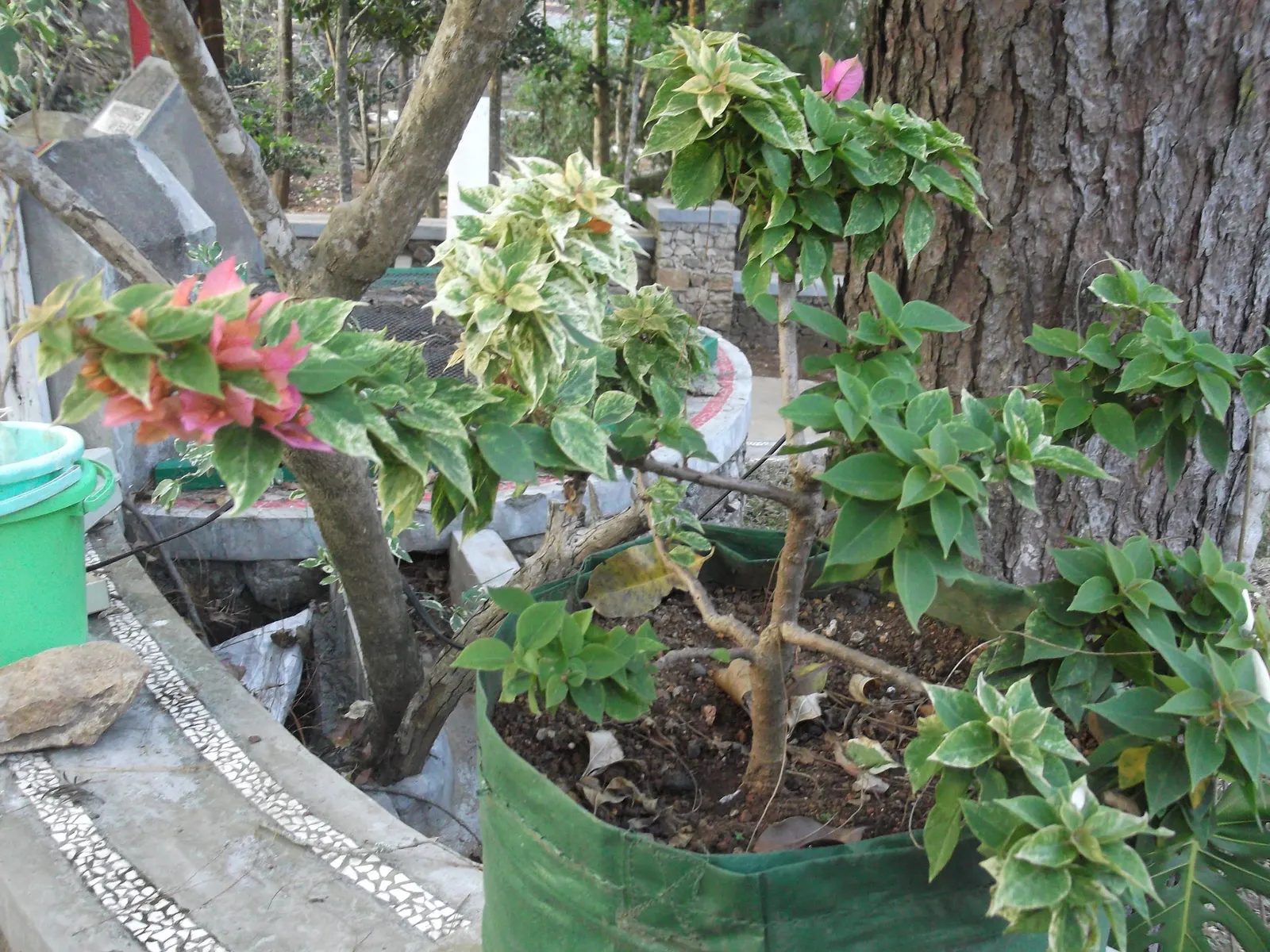 Bougainvillea Variegated Cultivars (Bougainvillea Spectabilis 'Variegata') — It thrives in full sun, reaching up to 15-40 feet with support, and requires