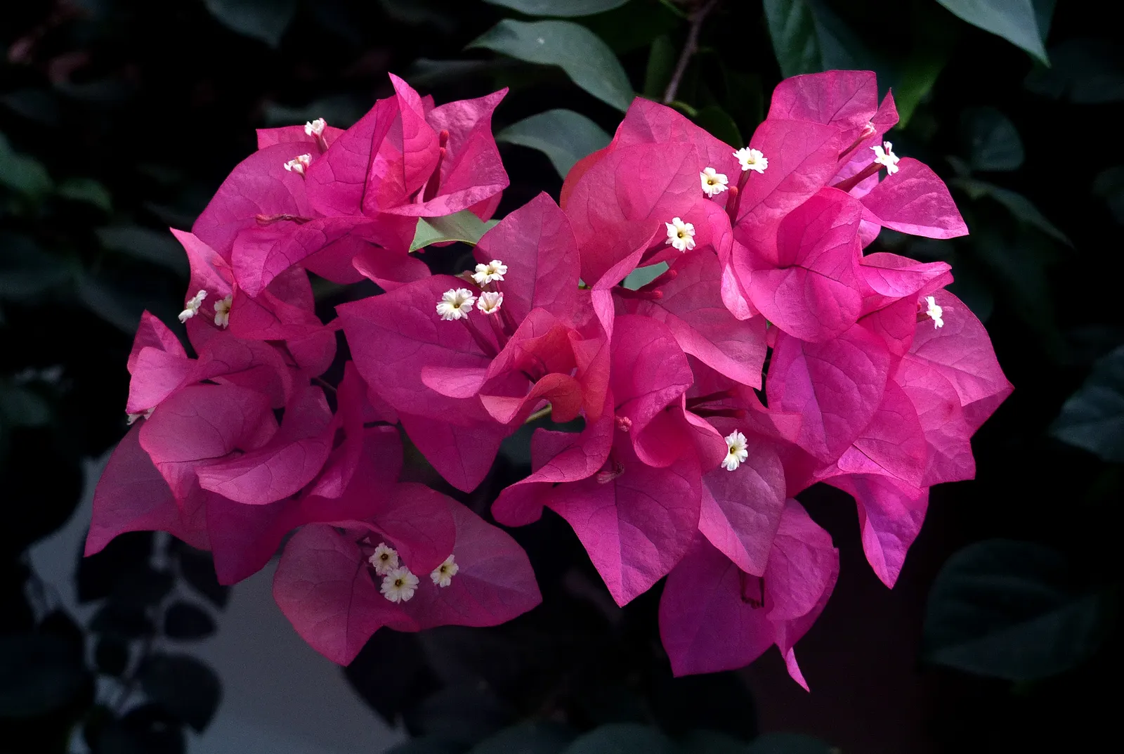Bougainvillea Variegated Cultivars (Bougainvillea Spectabilis 'Variegata') — it's perfect for adding a tropical flair and year-round interest to trellises or