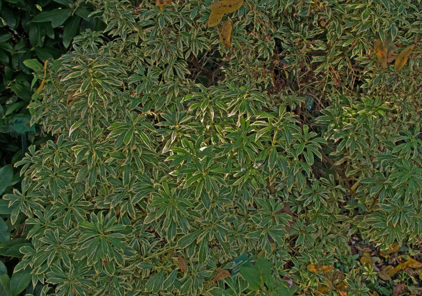 Variegated Lily Of The Valley Bush (Pieris Japonica 'Variegata') — The Pieris japonica 'Variegata' is an evergreen shrub with striking foliage
