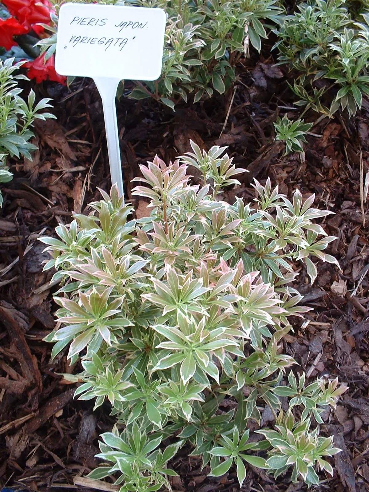 Variegated Lily Of The Valley Bush (Pieris Japonica 'Variegata') — Its creamy-white edges accent the glossy leaves