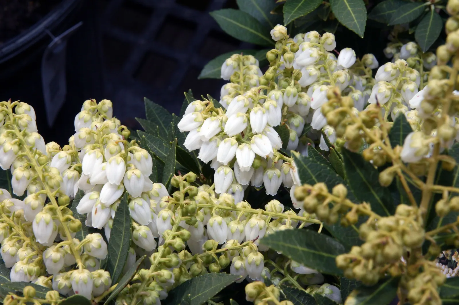 Variegated Lily Of The Valley Bush (Pieris Japonica 'Variegata') — Typically reaching a height and spread of about 4 to 6 feet