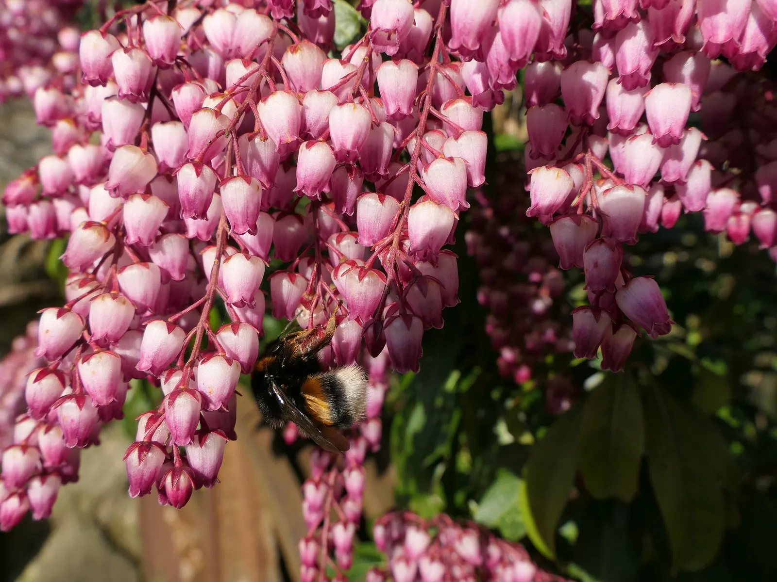 Variegated Lily Of The Valley Bush (Pieris Japonica 'Variegata') — perfect for adding contrast to shaded garden areas or woodland settings