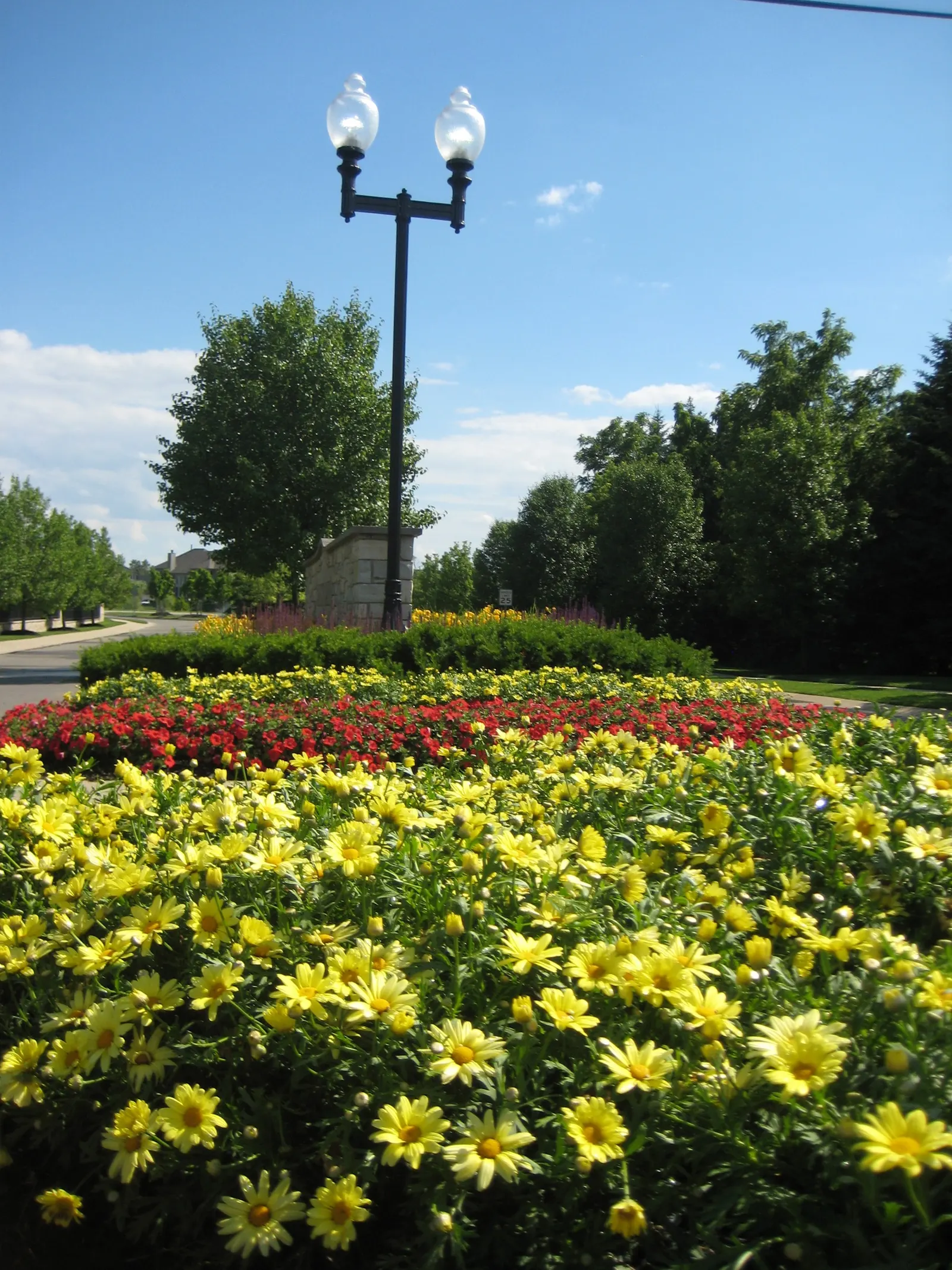 Golden Butterfly® (Argyranthemum frutescens) — This sun-loving plant reaches 18-24 inches in height and 12-18 inches in spread