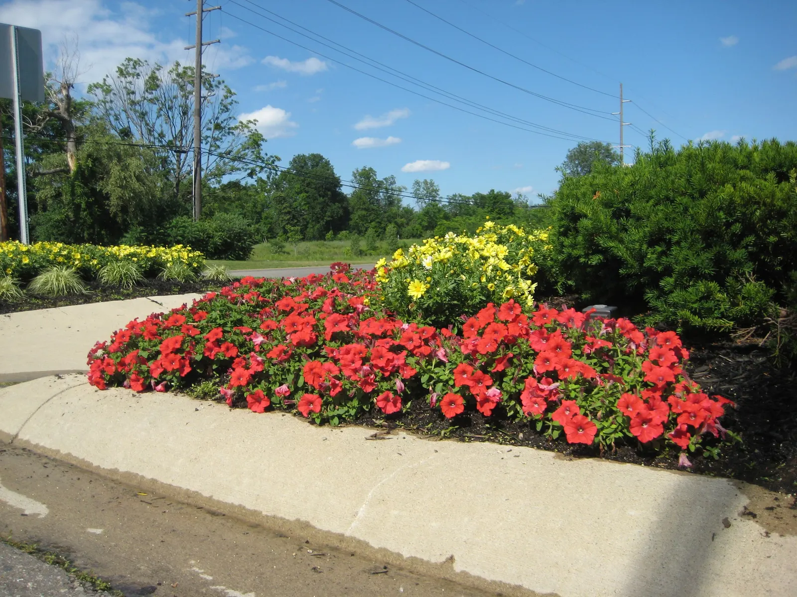 Really Red II Petunia — and average watering will keep it thriving