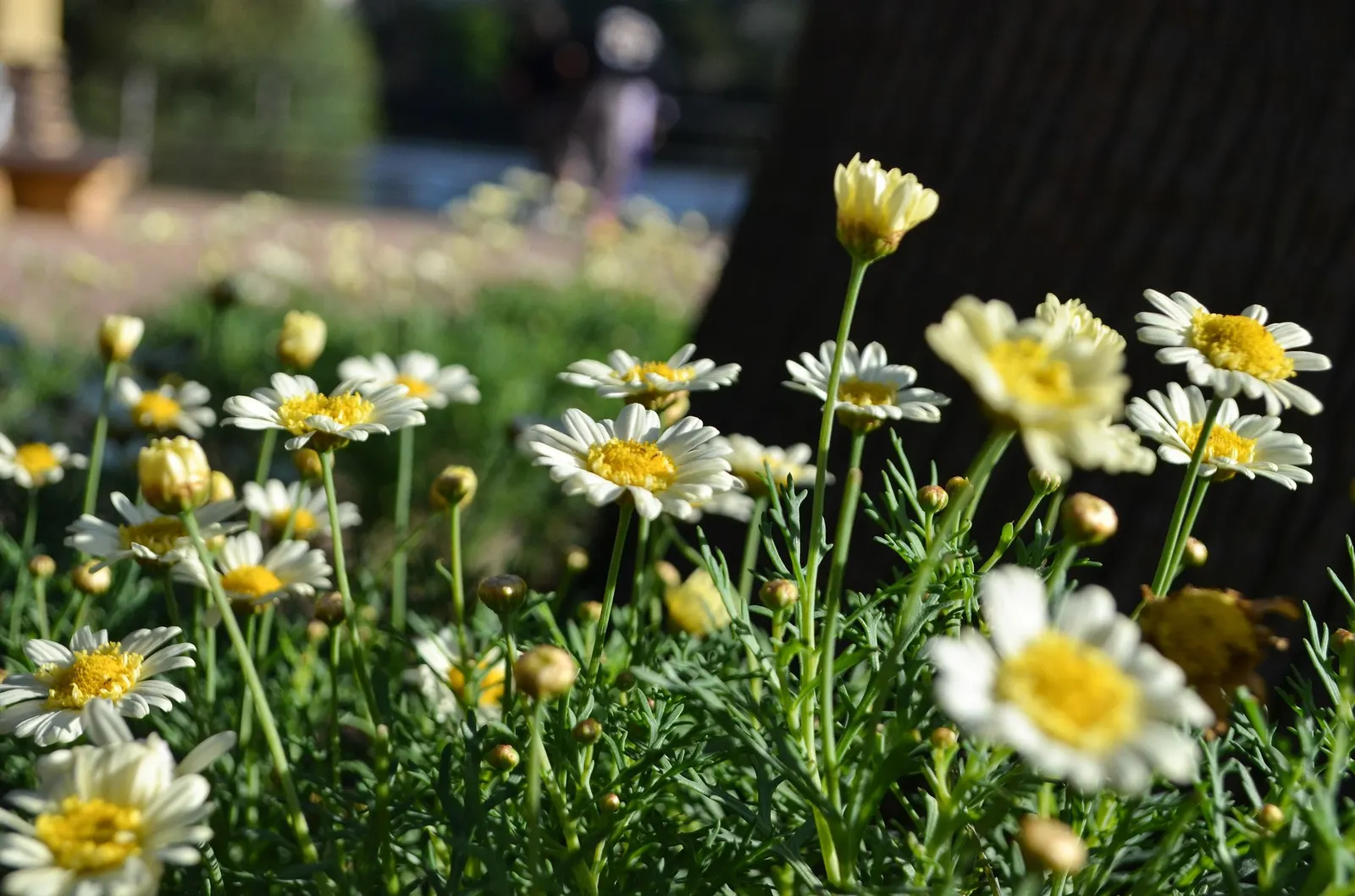 Golden Butterfly® (Argyranthemum frutescens) — When integrating into a landscape design