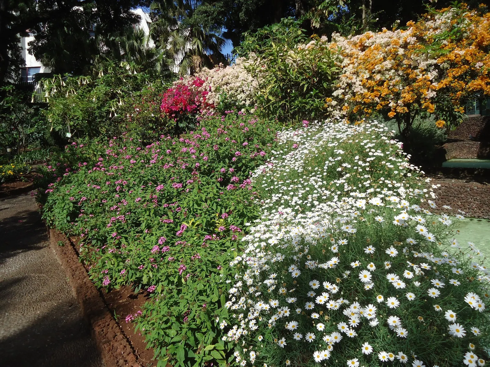 Golden Butterfly® (Argyranthemum frutescens) — becoming drought-tolerant once established