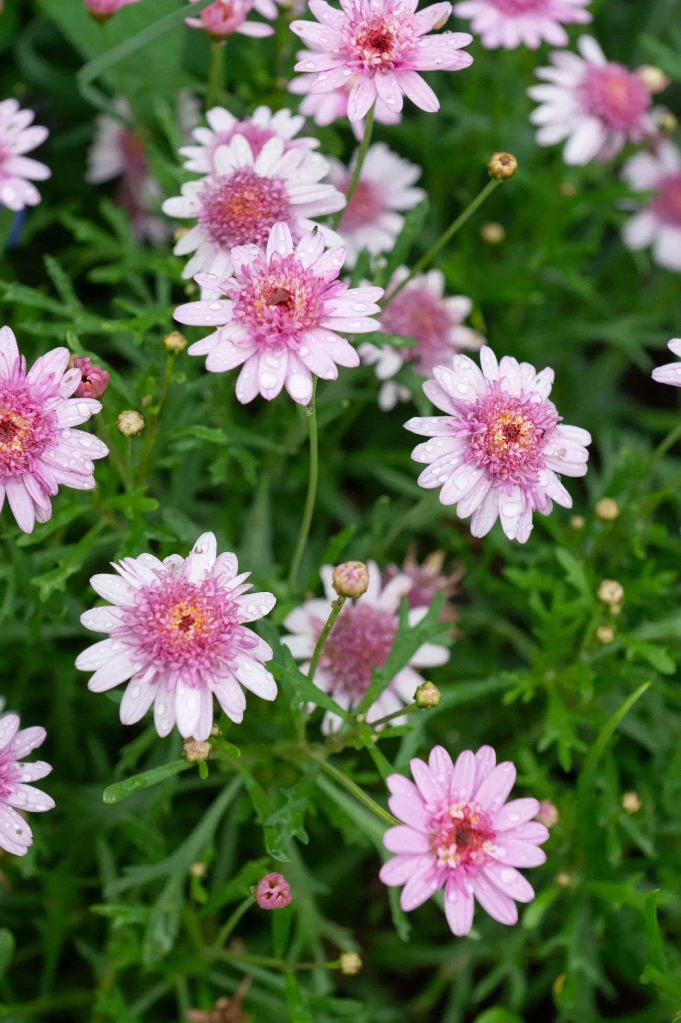 Golden Butterfly® (Argyranthemum frutescens) — Each blossom spans approximately 2 to 3 inches in diameter