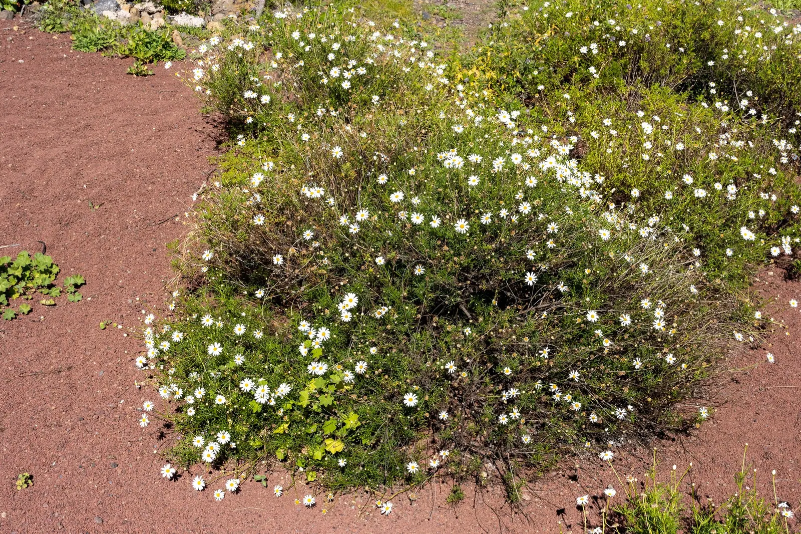 Golden Butterfly® (Argyranthemum frutescens) — ideal for creating eye-catching borders or accentuating container gardens