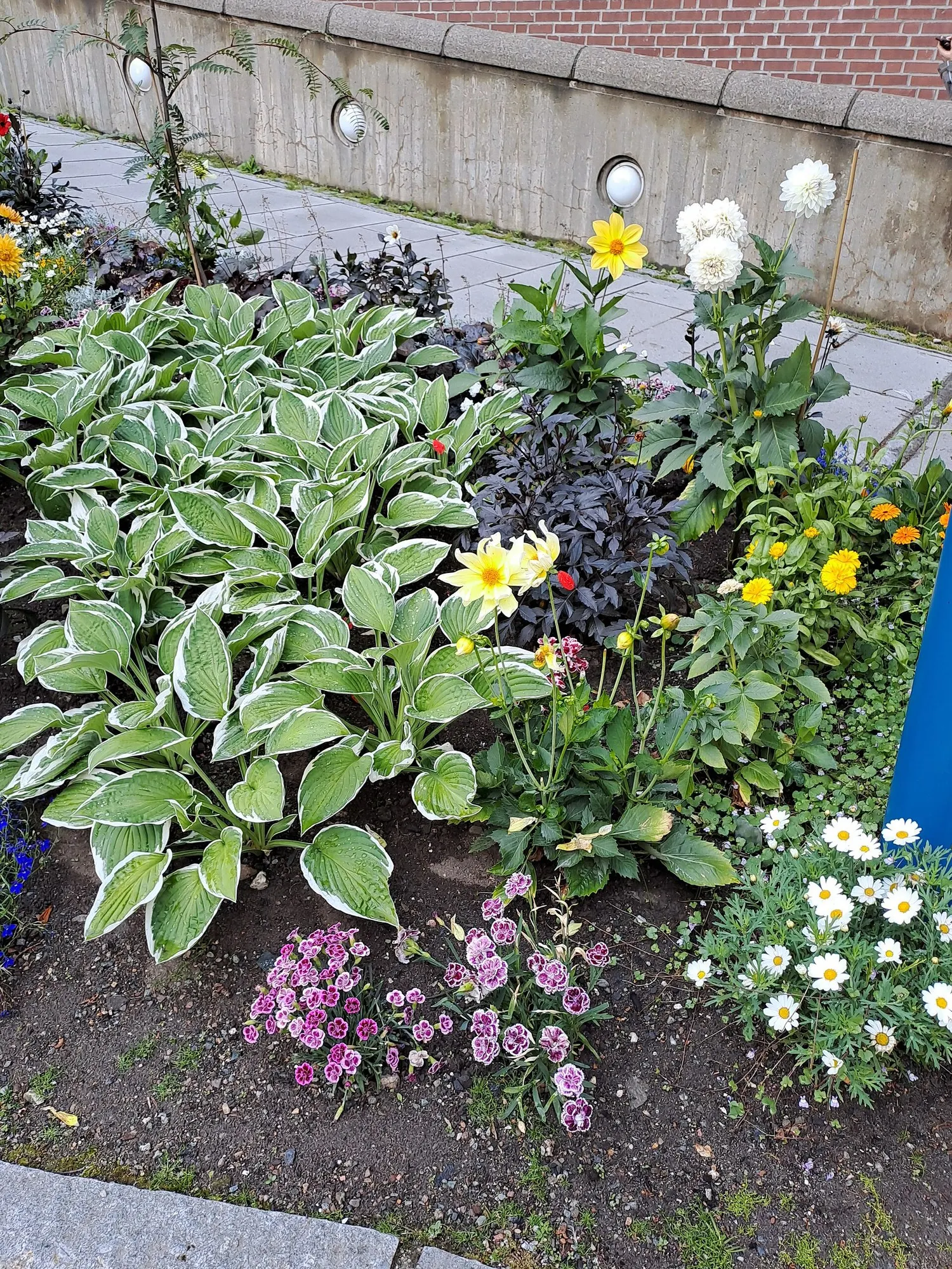 Golden Butterfly® (Argyranthemum frutescens) — It reaches a mature height of about 18 to 24 inches