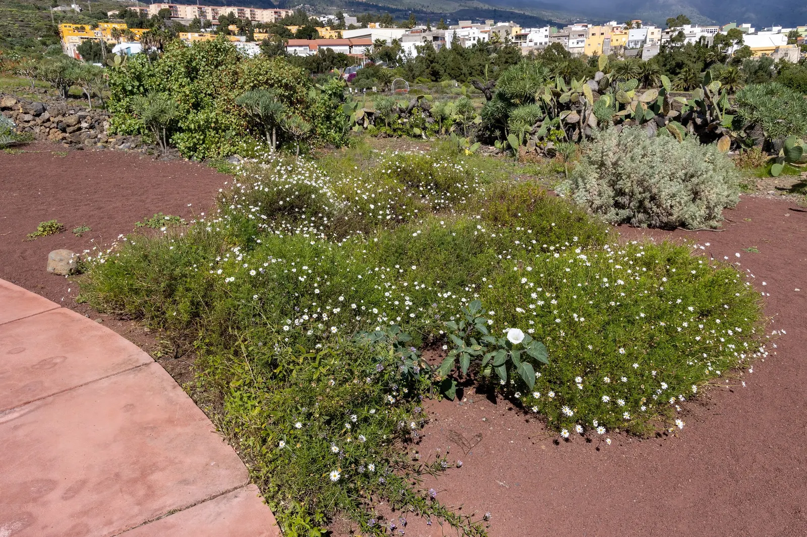 Golden Butterfly® (Argyranthemum frutescens) — presenting a bold visual against its delicate fern-like foliage