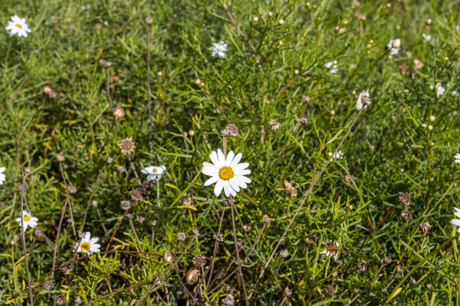 Golden Butterfly® (Argyranthemum frutescens) — Its continuous blooming from spring to fall and drought tolerance make it a low-maintenance favorite