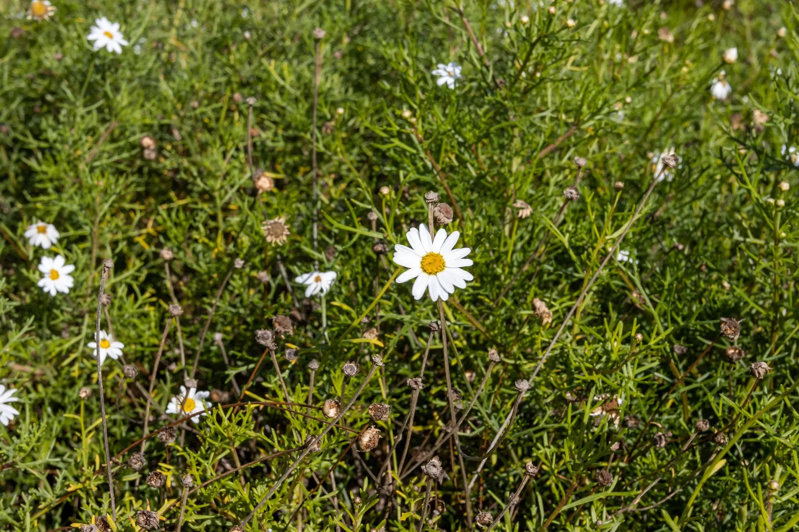 Golden Butterfly® (Argyranthemum frutescens) — The Golden Butterfly Marguerite Daisy, scientifically known as Argyranthemum fru