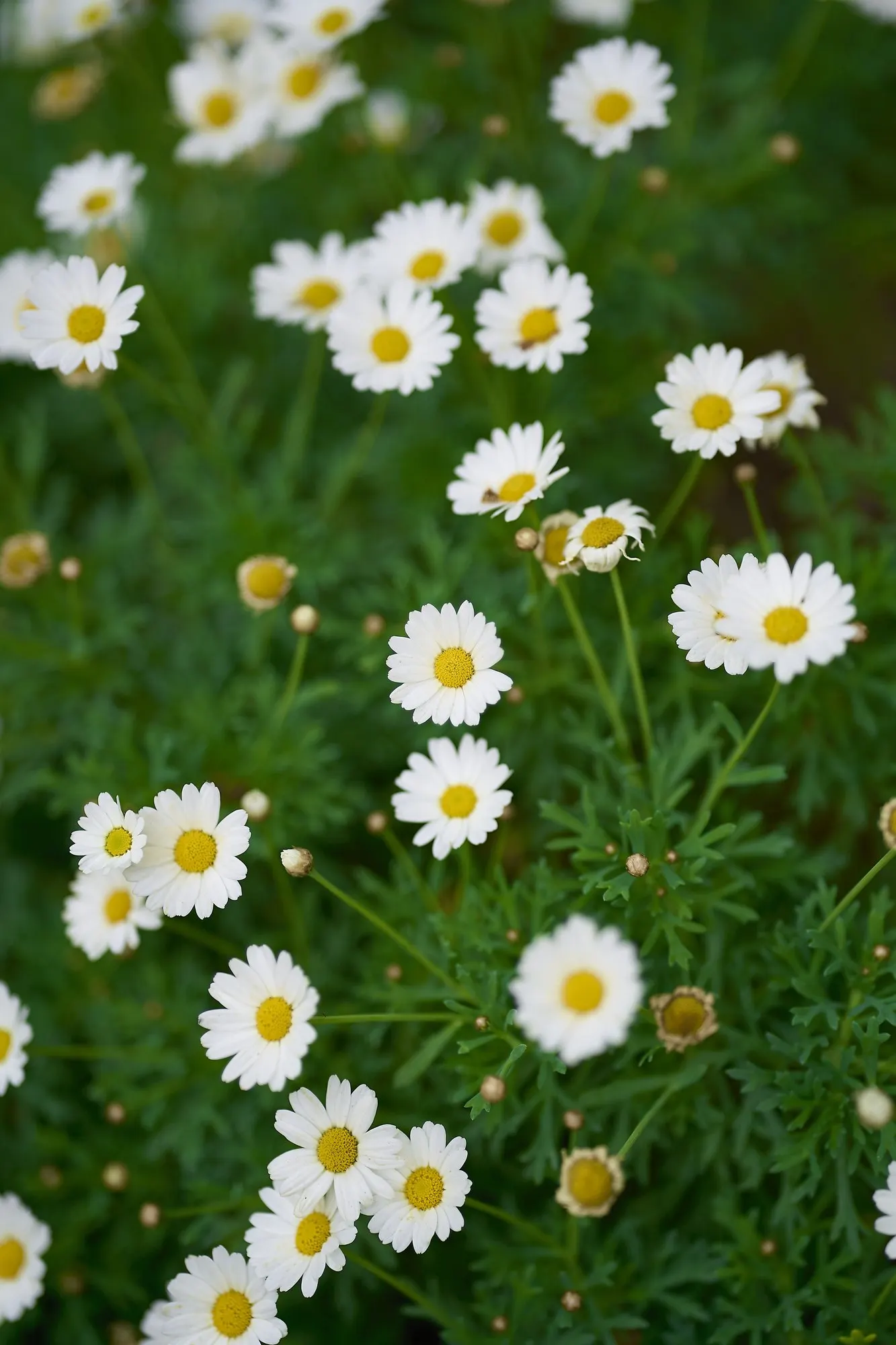 Golden Butterfly® (Argyranthemum frutescens) — consider its need for space to grow and the bright color it will contribute throughout the growing season