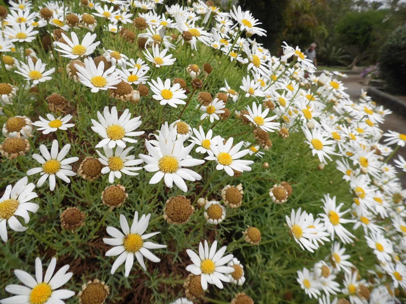 Golden Butterfly® (Argyranthemum frutescens) — Regular deadheading of spent flowers can encourage continued blooming and maintain a tidy appearance