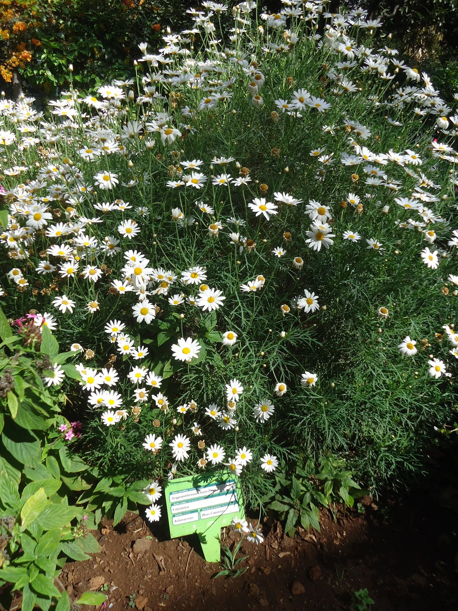 Golden Butterfly® (Argyranthemum frutescens) — making it suitable for mid-border plantings