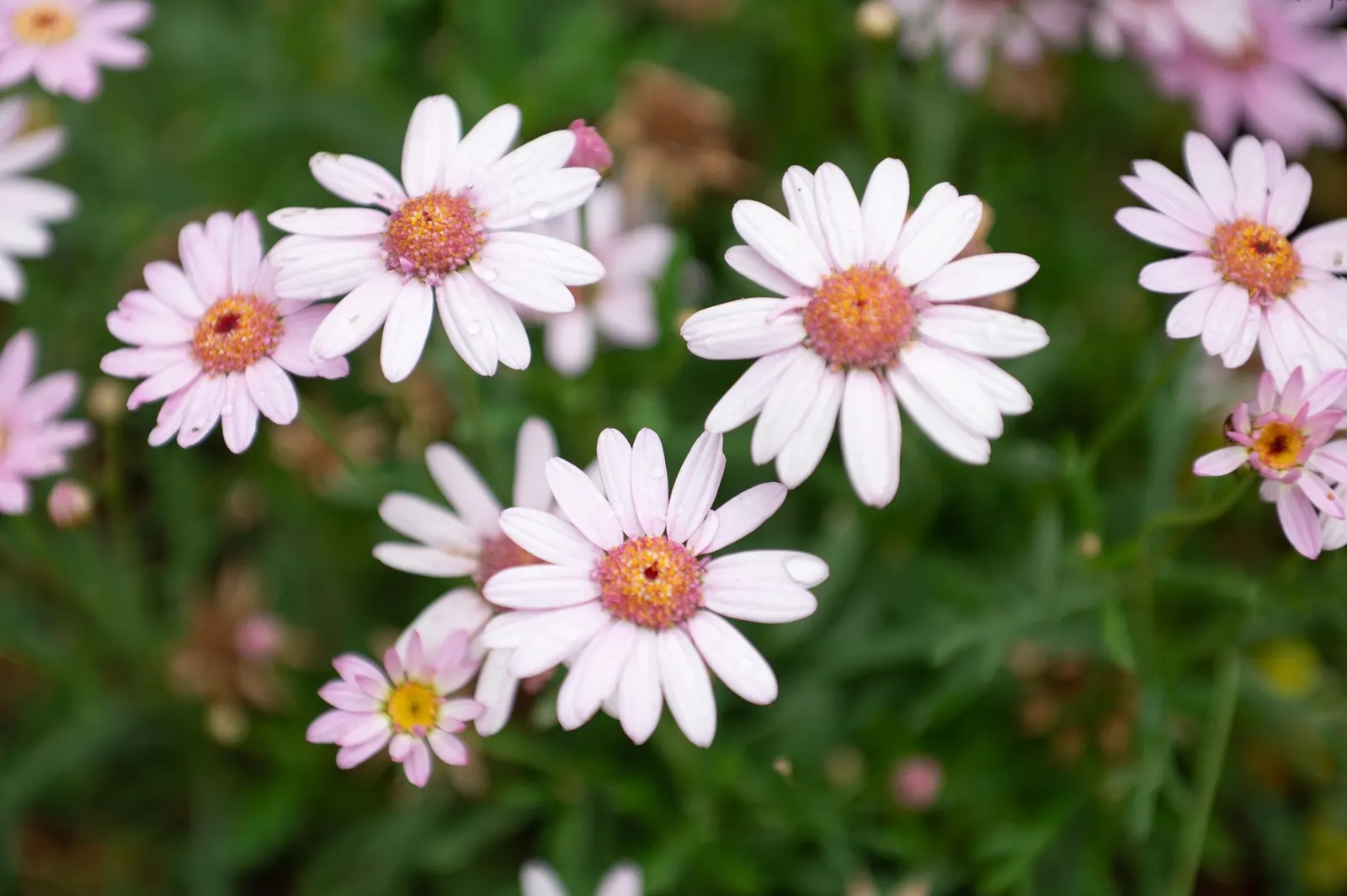 Golden Butterfly® (Argyranthemum frutescens) — it can bring a touch of sunshine to gardens from spring until the first frost