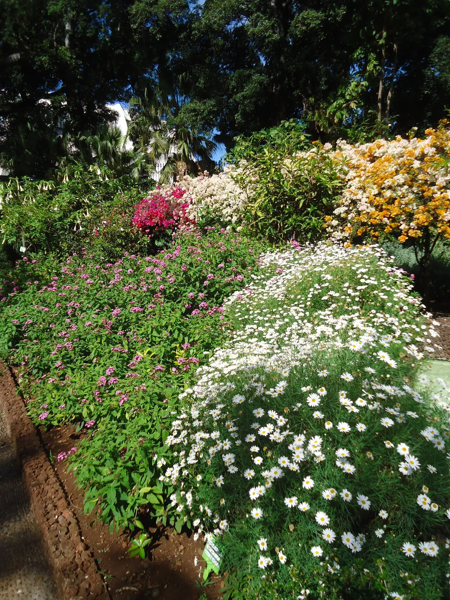 Golden Butterfly® (Argyranthemum frutescens) — <br><br>The Golden Butterfly requires well-drained soil and moderate watering