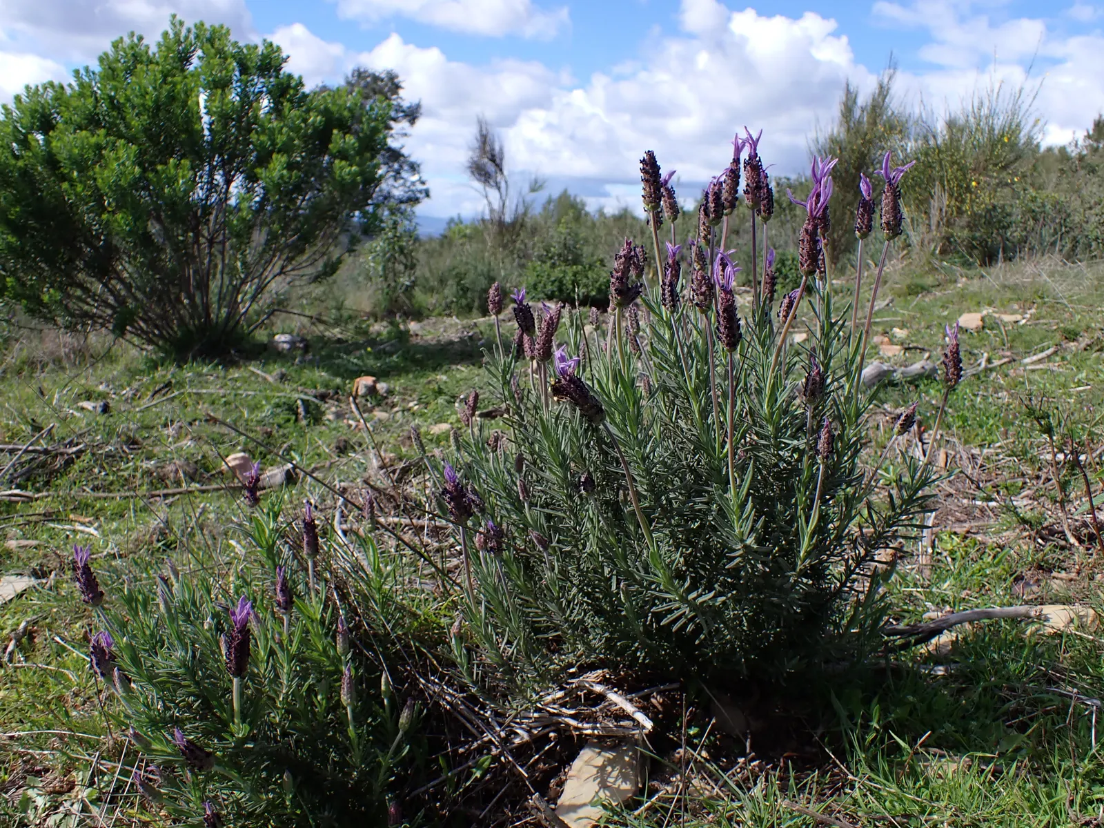 French Lavender (Lavandula Dentata) — slightly camphoraceous scent that attracts pollinators such as bees and butterflies; it typically reaches a, image 84