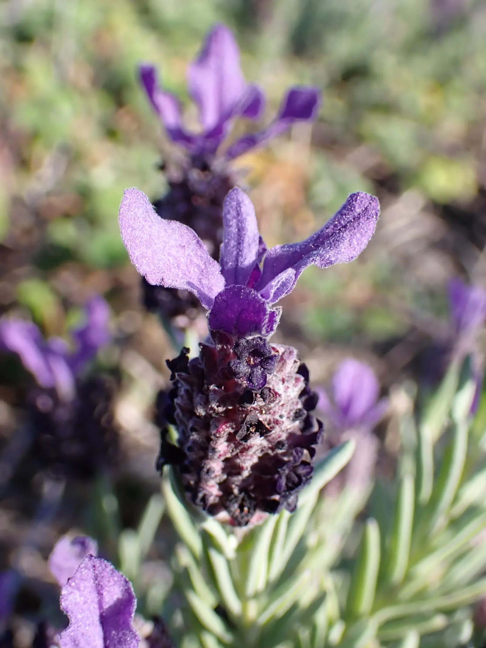 French Lavender (Lavandula Dentata) — well-draining soil is essential; french Lavender (Lavandula dentata) is a fragrant perennial prized for its, image 86
