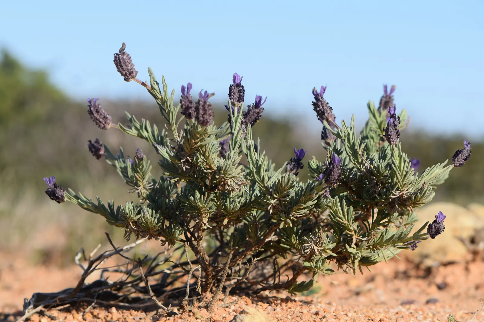 French Lavender (Lavandula Dentata) — It typically reaches a mature height of about 24 to 36 inches with a similar spread; lavender flowers in the, image 79