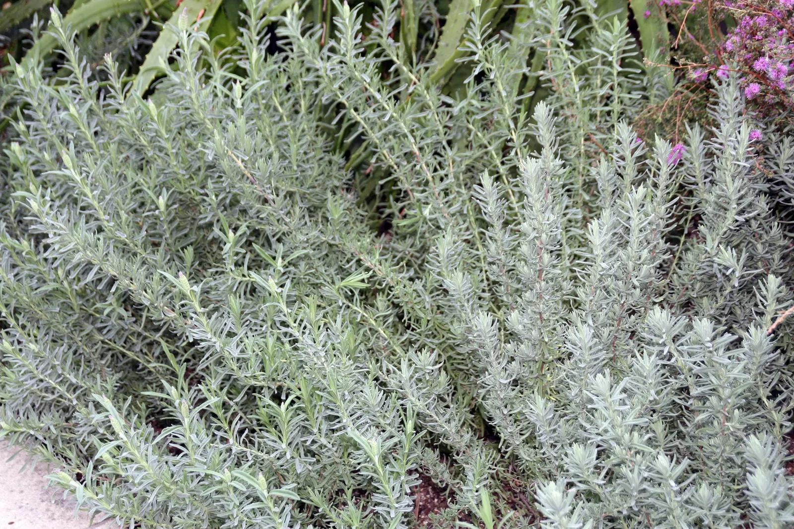 French Lavender (Lavandula Dentata) — or as a fragrant ground cover.<br><br>The plant's most distinguished feature is its deeply toothed, image 104