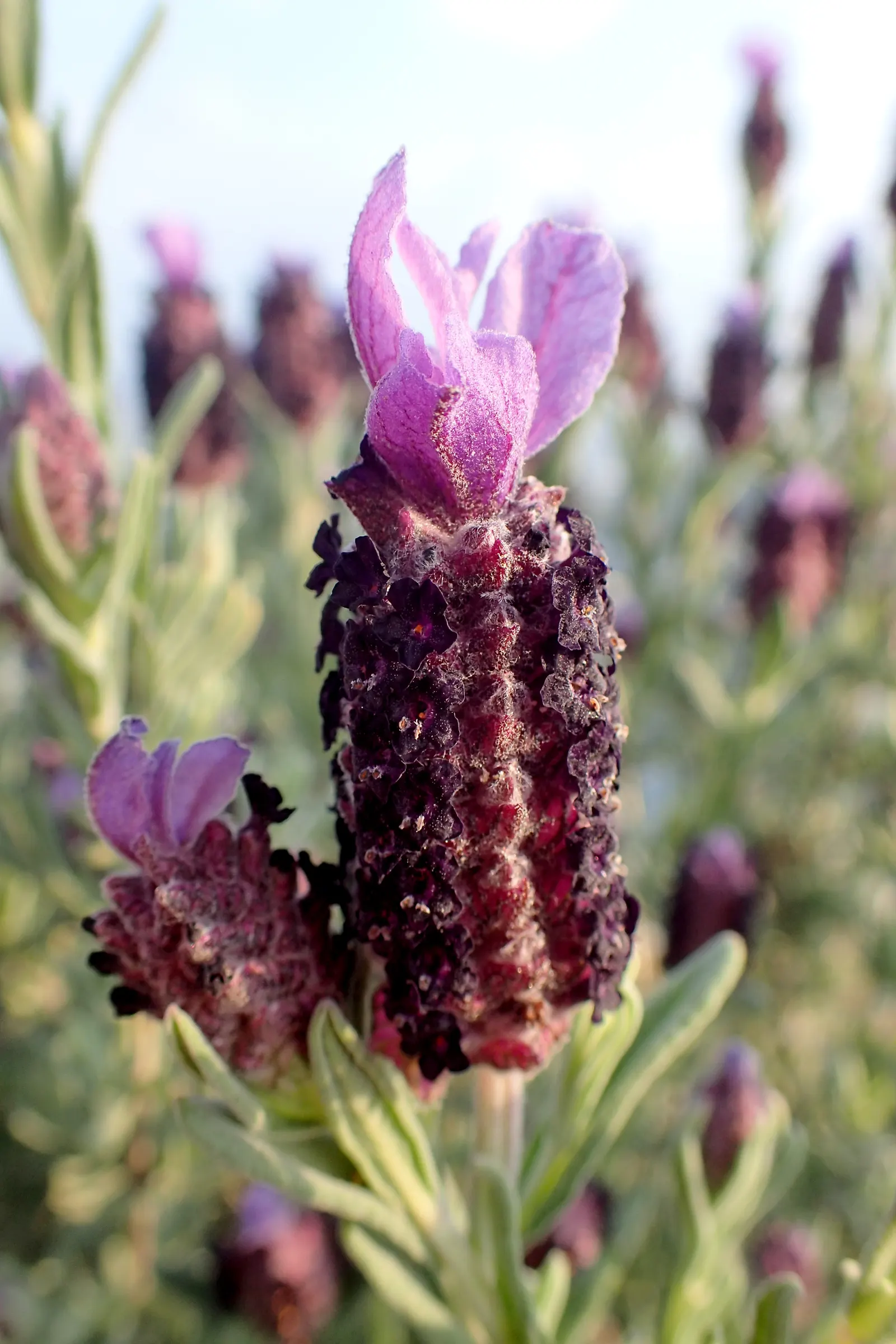 French Lavender (Lavandula Dentata) — French Lavender (Lavandula dentata) is a fragrant perennial prized for its gray-green; thrives in full sun and, image 93