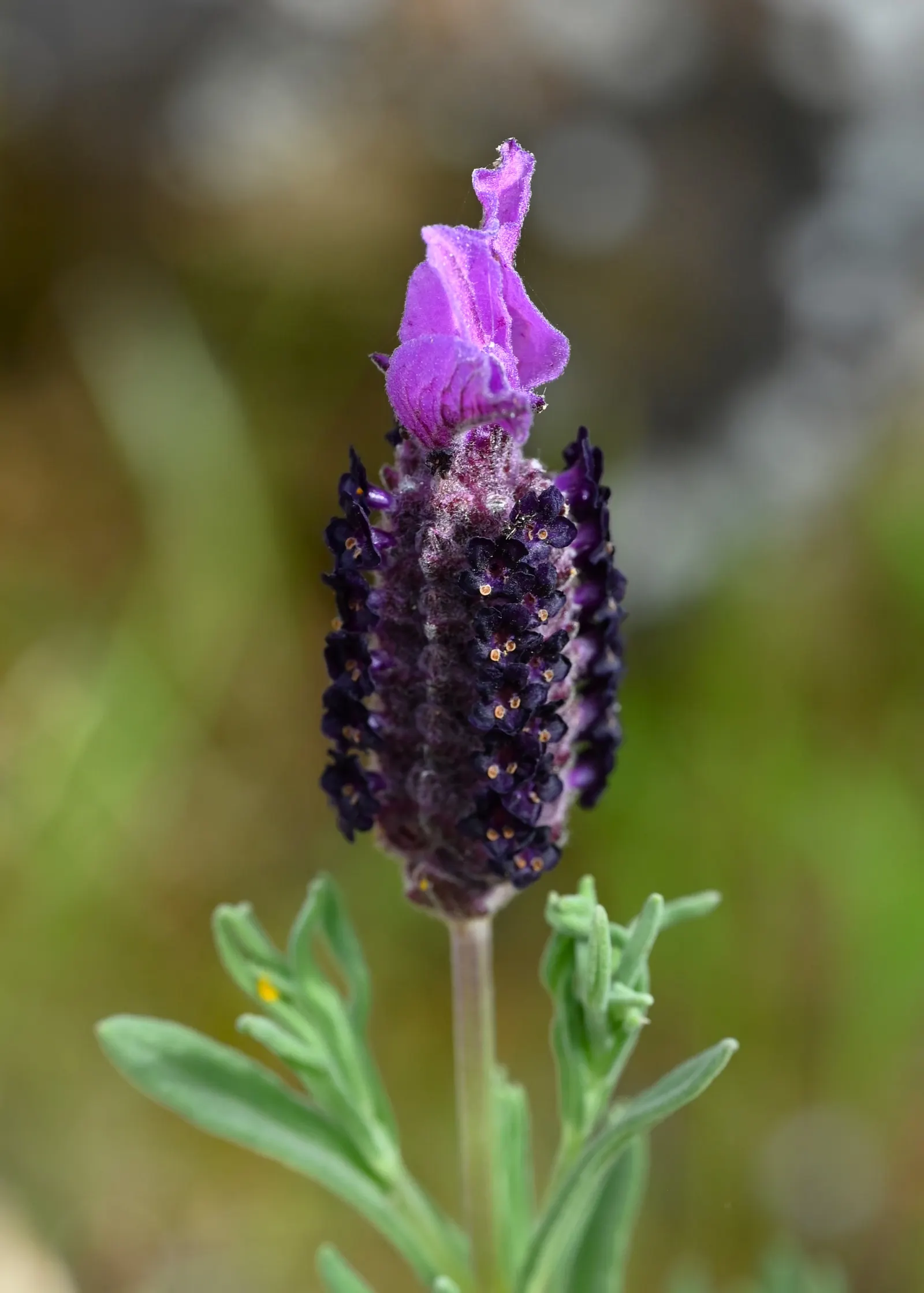 French Lavender (Lavandula Dentata) — herb / perennial with lavender blooms; which provide a unique texture contrast in garden compositions, image 114
