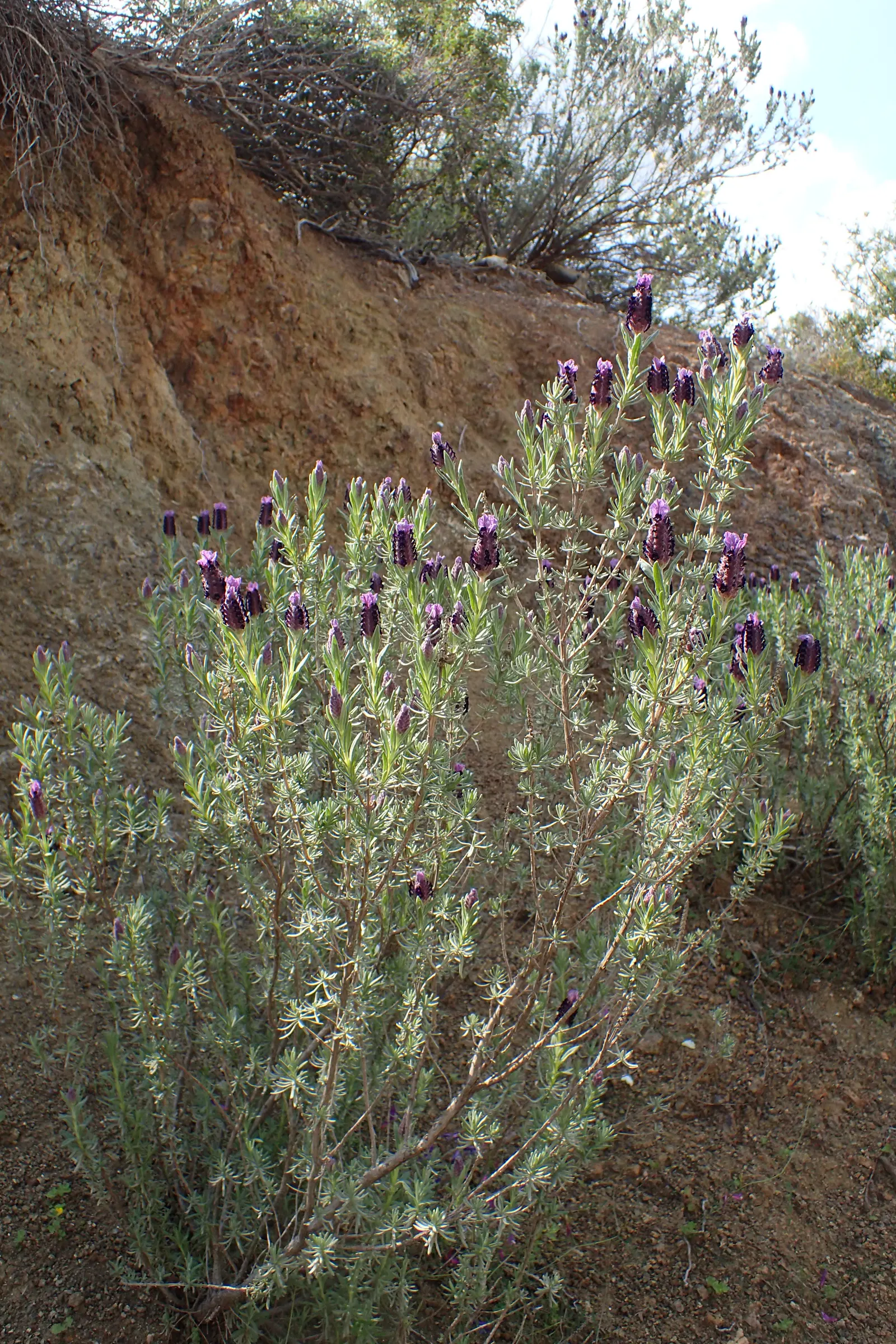 French Lavender (Lavandula Dentata) — is a highly aromatic perennial shrub perfect for adding a touch of the Mediterranean to any landscape; herb /, image 99