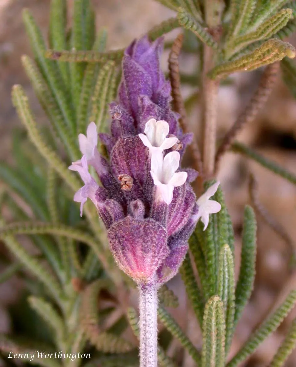 French Lavender (Lavandula Dentata) — which provide a unique texture contrast in garden compositions; pruning in the early spring can encourage bushier growth