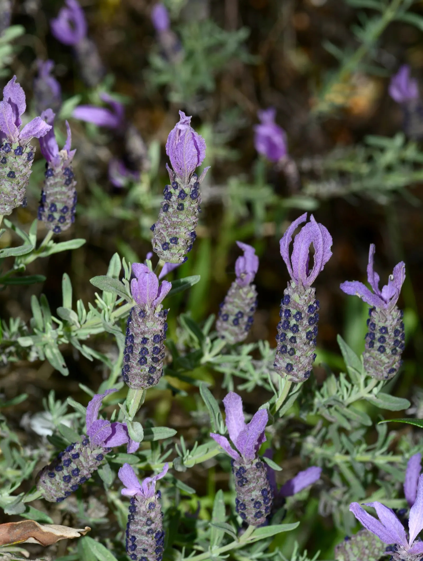 French Lavender (Lavandula Dentata) — Blooms from late spring to early fall, attracting bees and butterflies; this lavender species thrives in USDA, image 120