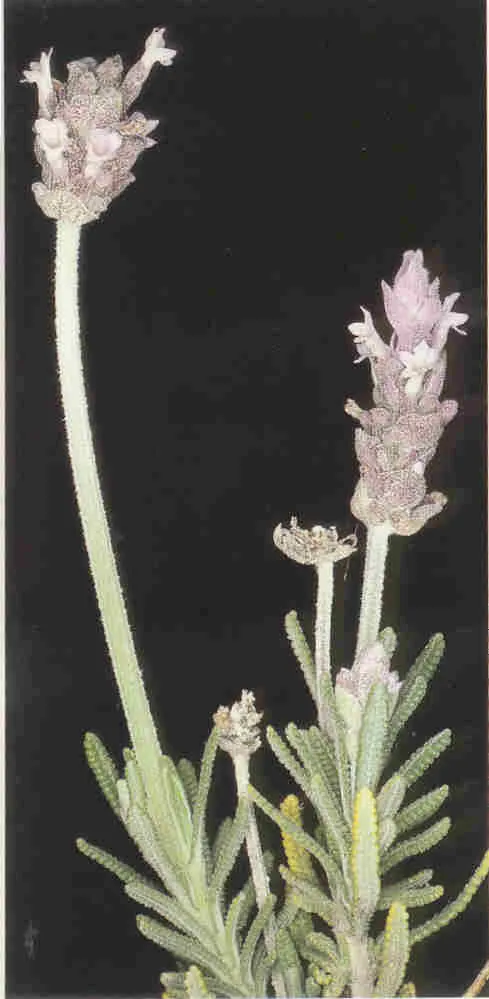 French Lavender (Lavandula Dentata) — this lavender species thrives in USDA zones 8 through 9 and favors full sun exposure; the flowers stand roughly 8 to 12