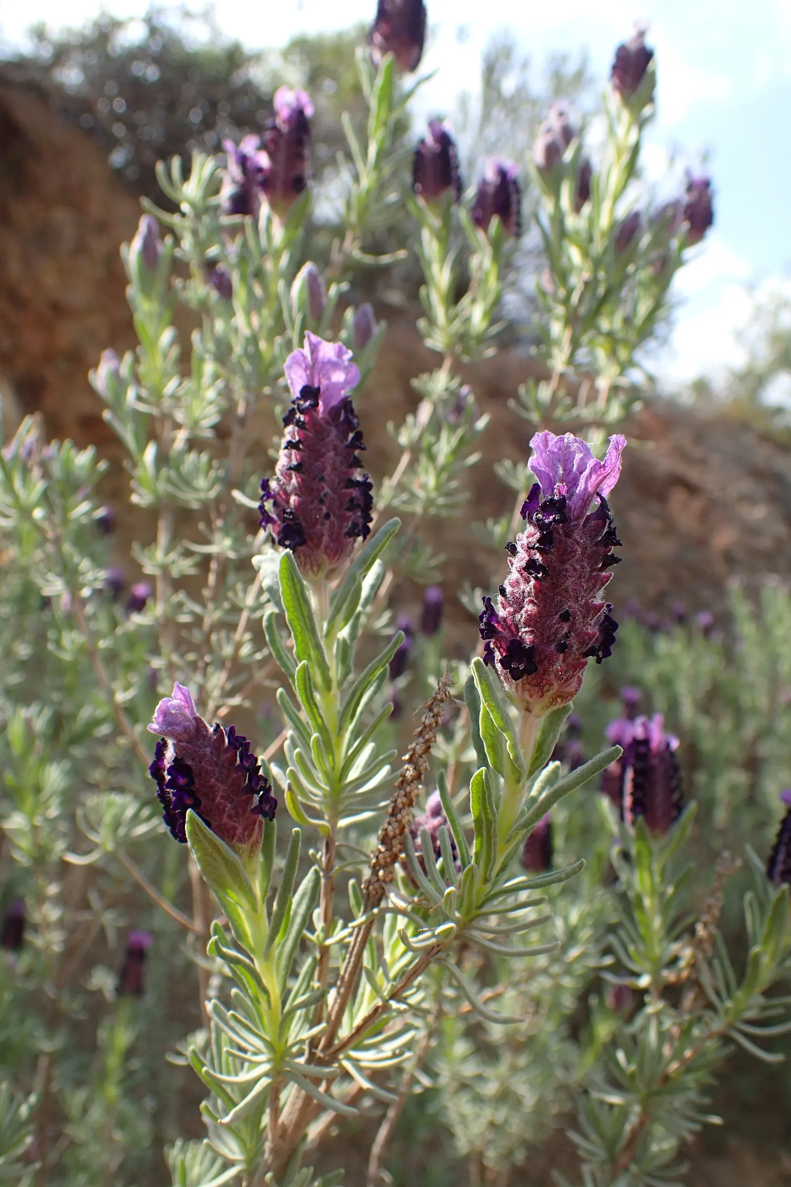 French Lavender (Lavandula Dentata) — Thrives in full sun and well-drained soil; drought-tolerant once established; serrated foliage and showy, image 96
