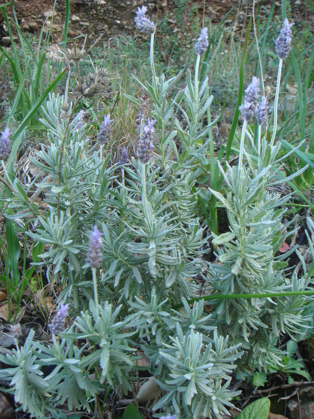 French Lavender (Lavandula Dentata) — or as a fragrant ground cover.<br><br>The plant's most distinguished feature is its deeply toothed, image 35