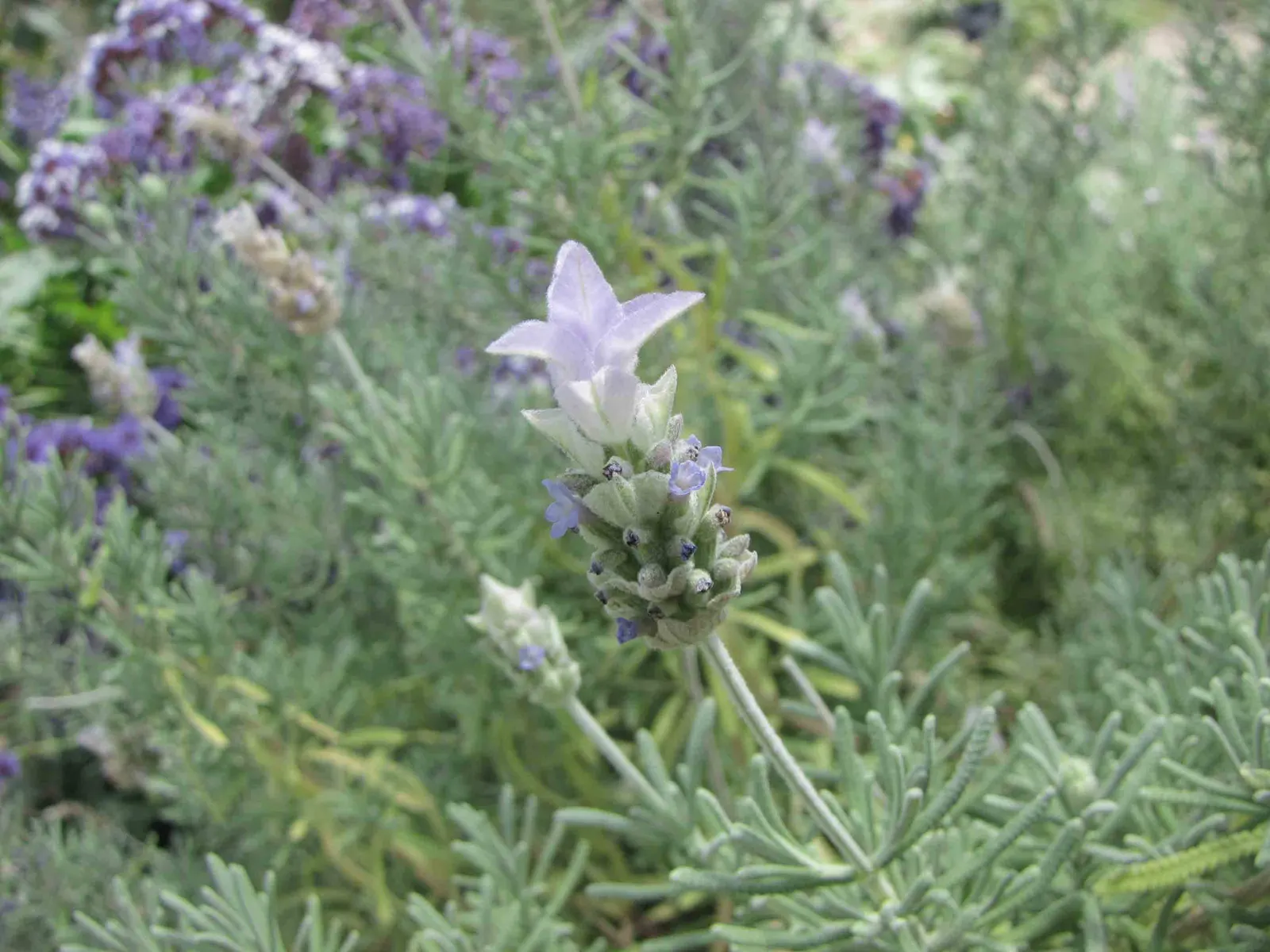 French Lavender (Lavandula Dentata) — French Lavender (Lavandula dentata) is a fragrant perennial prized for its gray-green