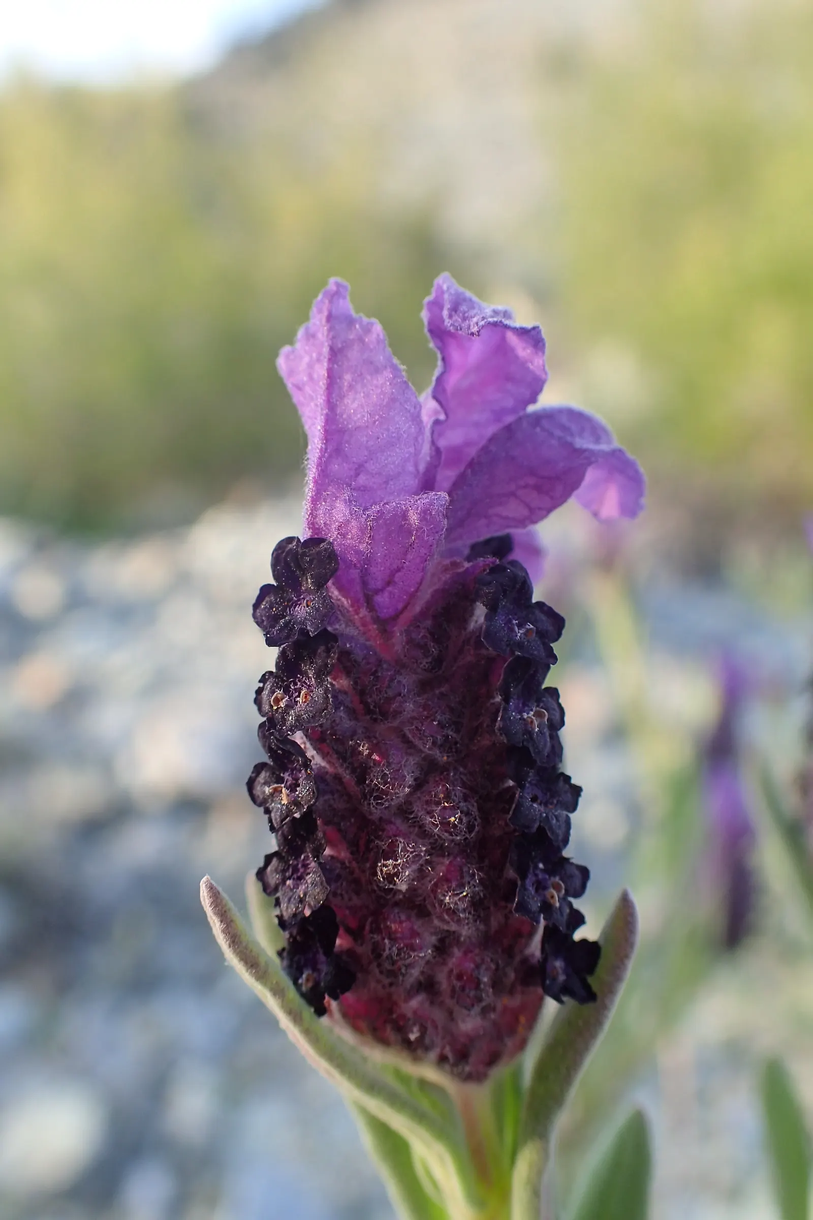 French Lavender (Lavandula Dentata) — Resistant to drought once established; is a highly aromatic perennial shrub perfect for adding a touch of the, image 100
