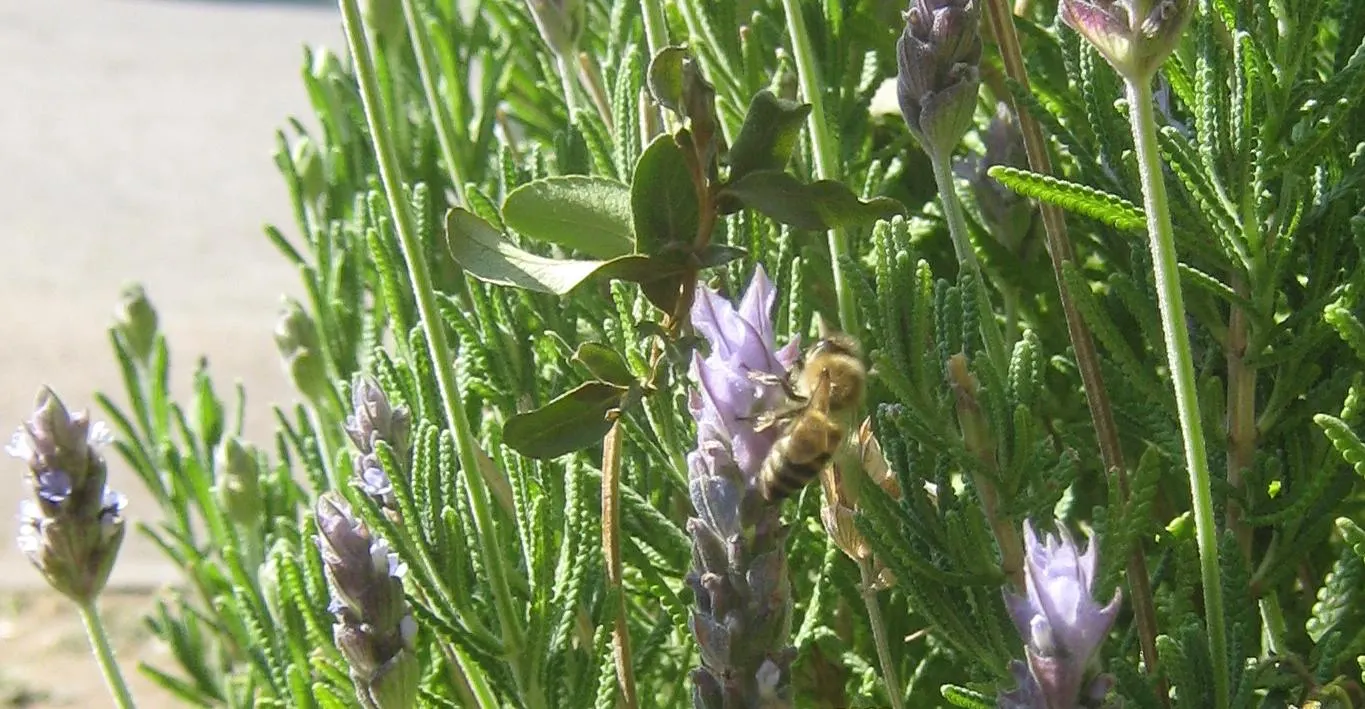 French Lavender (Lavandula Dentata) — Space plants 12-18 inches apart for optimal growth and air circulation; while also deterring deer and rabbits.<br><br>For