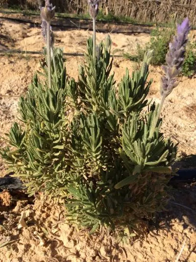 French Lavender (Lavandula Dentata) — It typically reaches a mature height of about 24 to 36 inches with a similar spread; lavender flowers in the garden