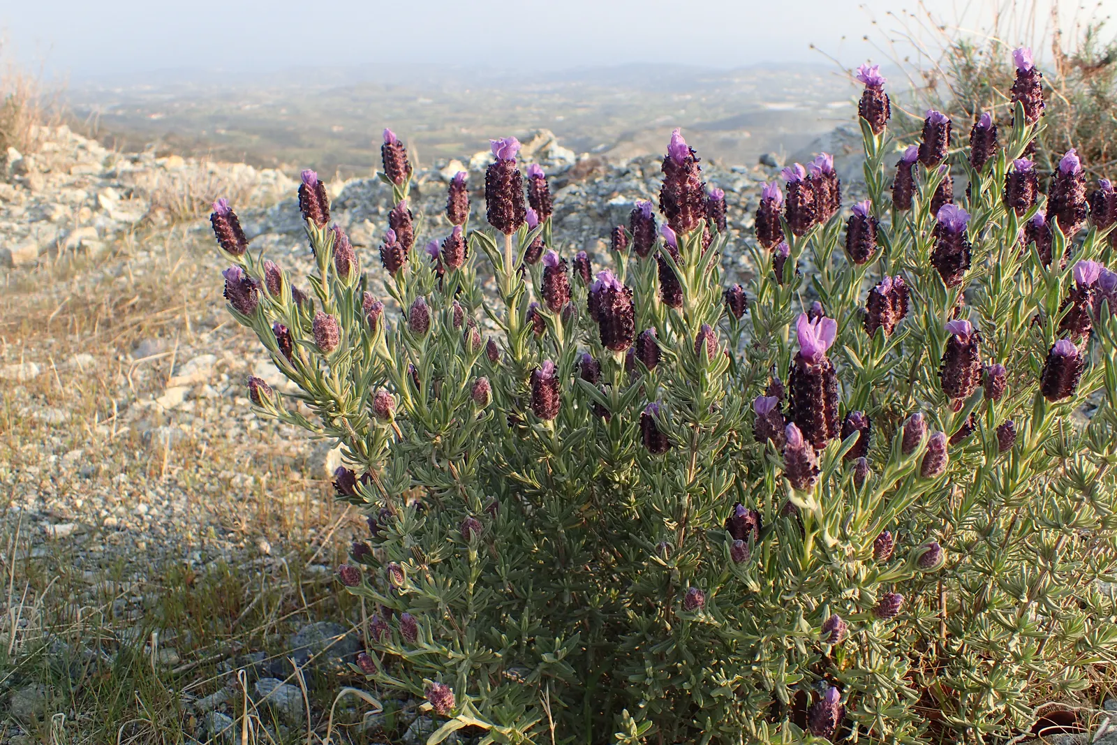 French Lavender (Lavandula Dentata) — this lavender species thrives in USDA zones 8 through 9 and favors full sun exposure; the flowers stand, image 101