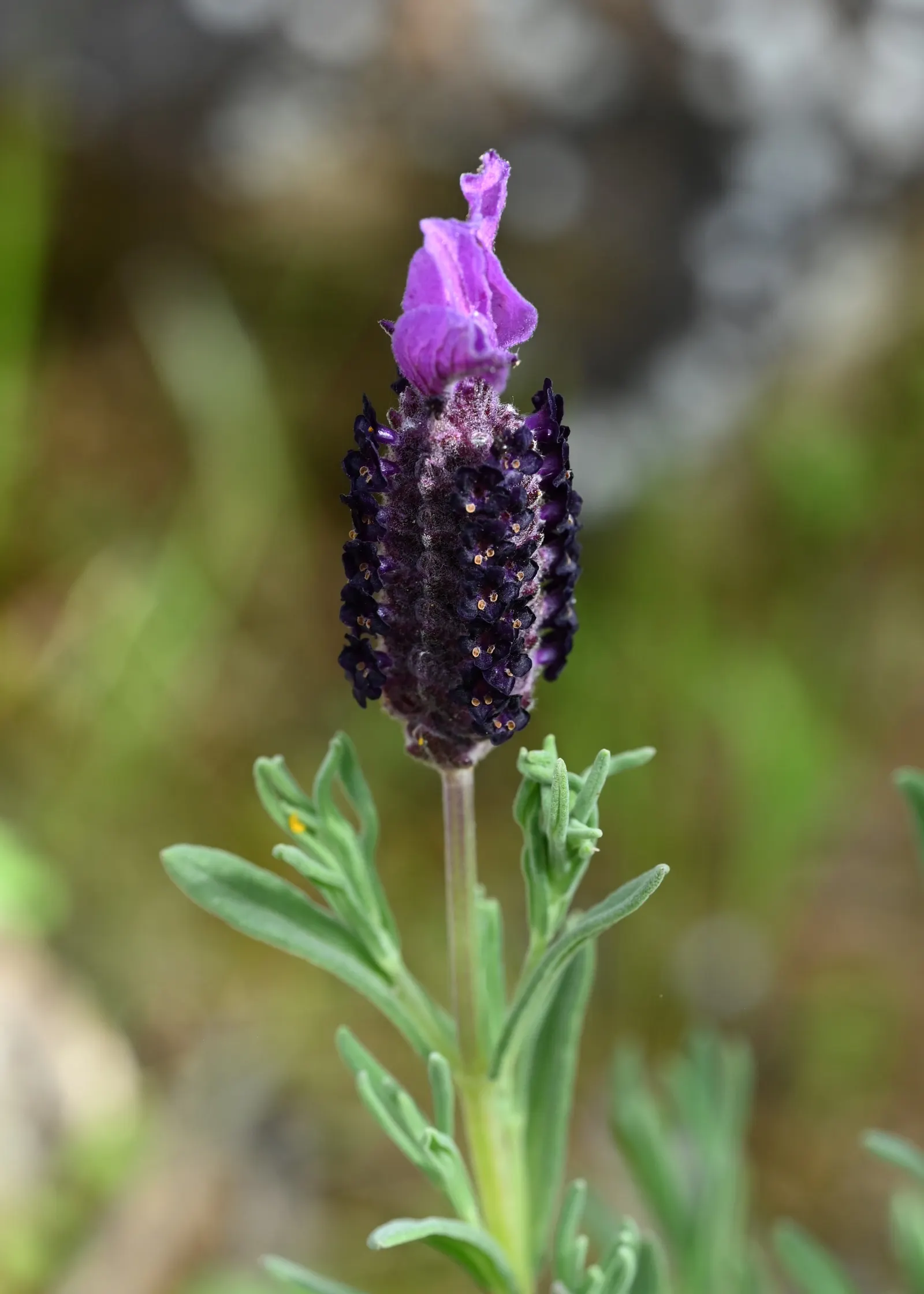 French Lavender (Lavandula Dentata) — and a spacing of 18 to 24 inches between plants is recommended to ensure ample air circulation; resistant to, image 110