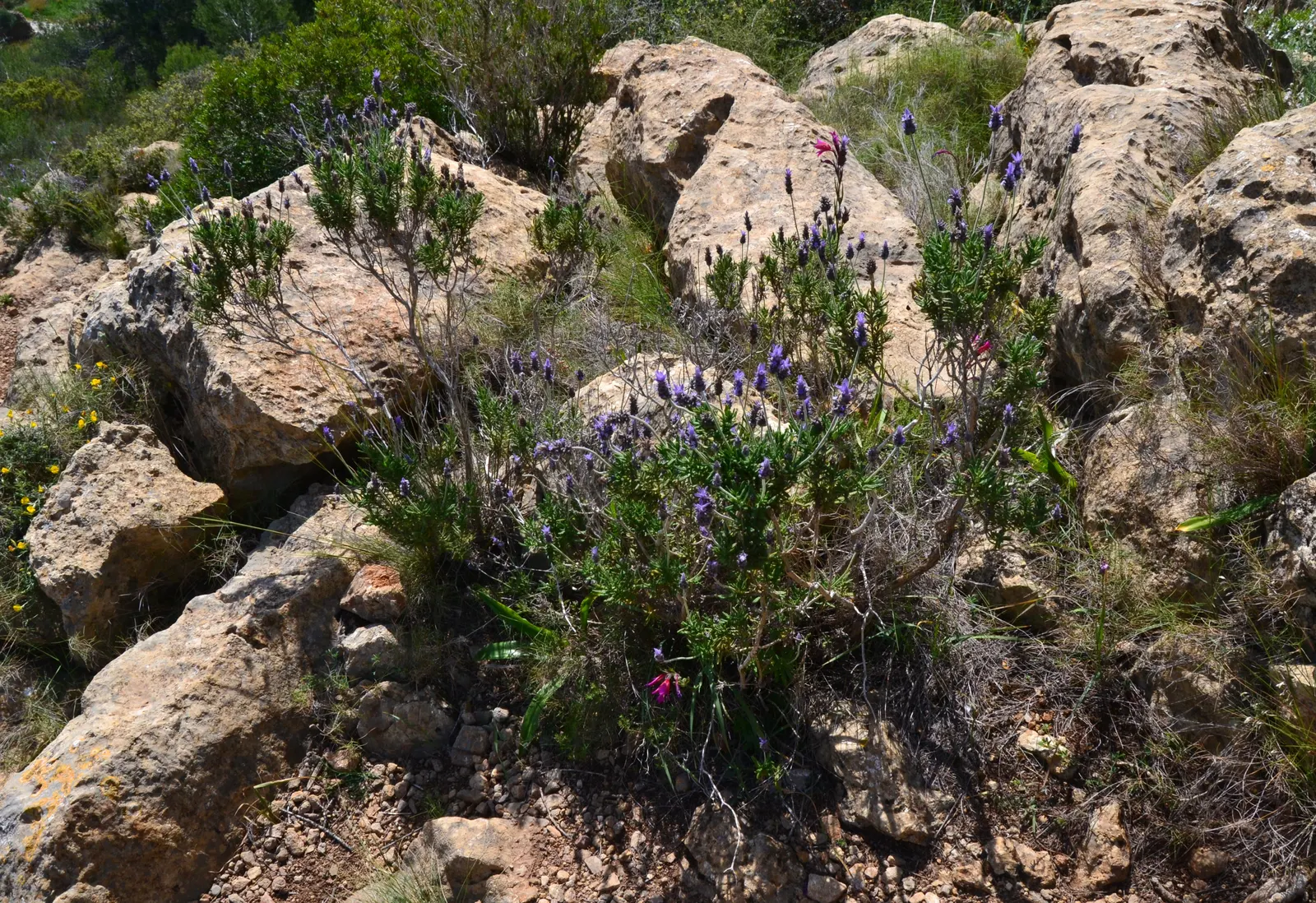 French Lavender (Lavandula Dentata) — herb / perennial for full or half
