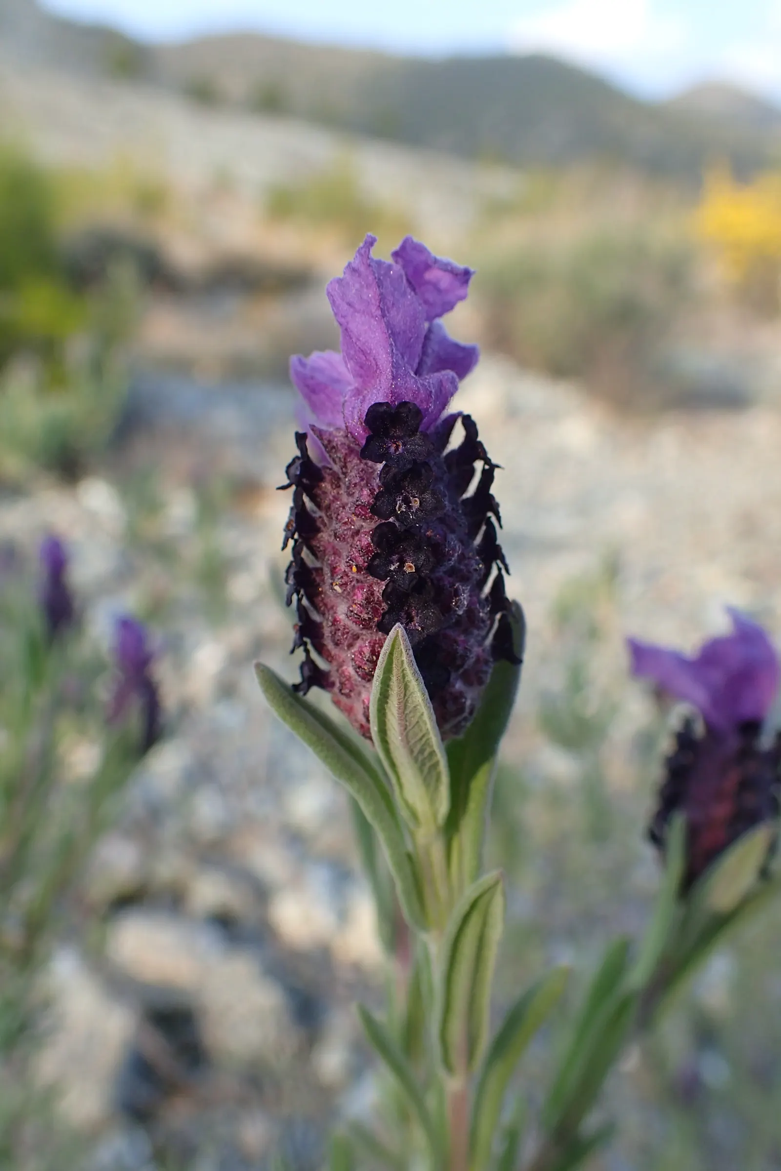 French Lavender (Lavandula Dentata) — which provide a unique texture contrast in garden compositions; pruning in the early spring can encourage, image 105