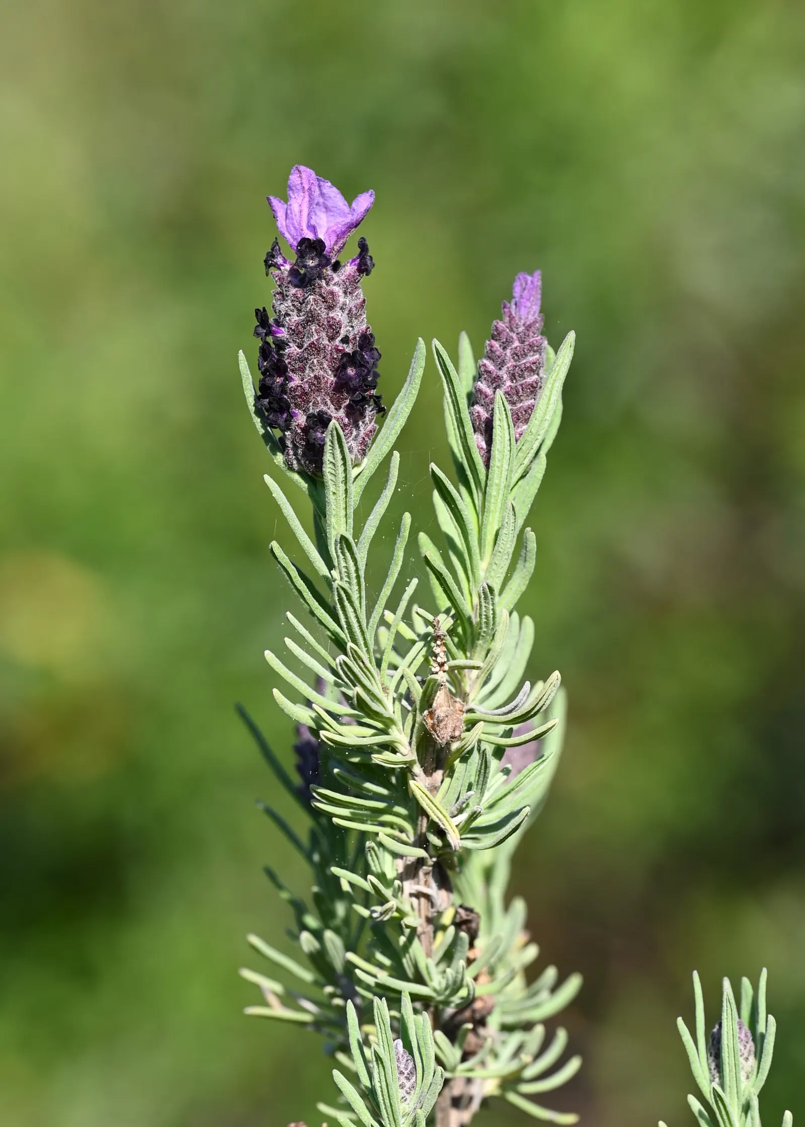 French Lavender (Lavandula Dentata) — providing lasting beauty with its evergreen foliage and season-long blooms; herb / perennial with lavender, image 89